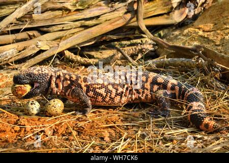 Gila monster (Heloderma suspectum) Essen von Eiern, Captive, Arizona, USA Stockfoto