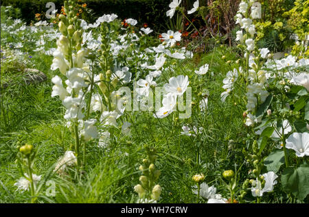 Gemischte Grenze des Kosmos antirrhinum snapdragon weiße Blumen Blume blühende Pflanze Pflanzen in einem Sommergarten England Vereinigtes Königreich Großbritannien GB Großbritannien Stockfoto