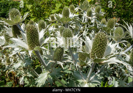 Nahaufnahme von Eryngium giganteum Blumen Blume blühen im Sommergarten England UK Großbritannien Großbritannien Großbritannien Stockfoto