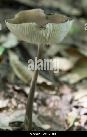 Wald Pilze in Maine Stockfoto