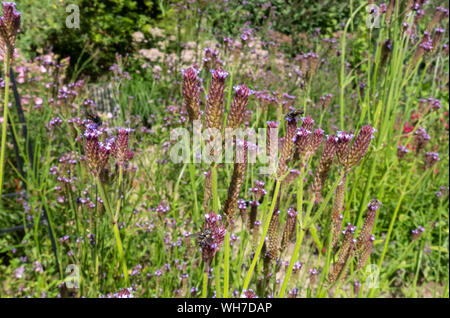 Nahaufnahme von lila Verbena Blume Blüten Blüte in krautigen Grenze im Sommer England Großbritannien GB Großbritannien Stockfoto