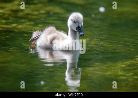 Cygnus olor, Schweiz, Vogel, Natur, Mute swan Stockfoto