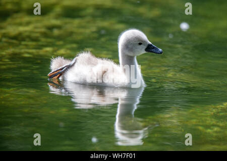 Cygnus olor, Schweiz, Vogel, Natur, Mute swan Stockfoto