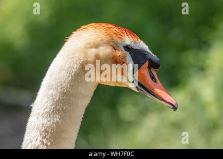 Cygnus olor, Schweiz, Vogel, Natur, Mute swan Stockfoto