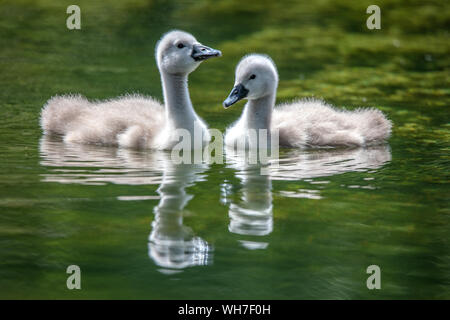 Cygnus olor, Schweiz, Vogel, Natur, Mute swan Stockfoto