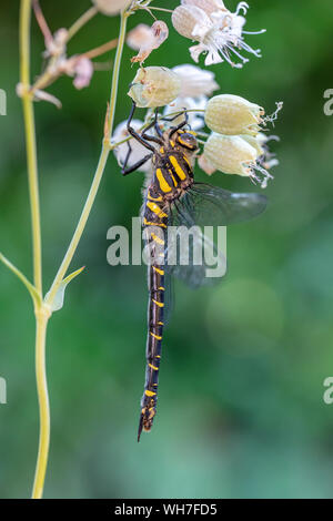 Cordulegaster boltonii, Schweiz, Natur, Insekt, golden-Dragonfly beringt, Libelle Stockfoto