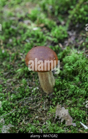 Wald Pilze in Maine Stockfoto