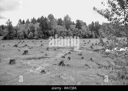 In und um Mount Rainier National Park Stockfoto