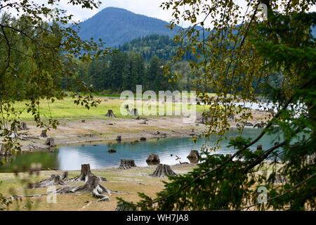 Treestumps an Erle See in Mount Rainier National Park Stockfoto