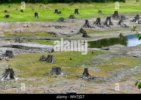 Treestumps an Erle See in Mount Rainier National Park Stockfoto