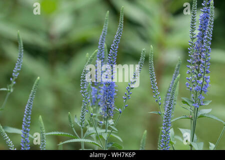 Porträt einer Gruppe von blauen Stauden, Veronica Blumen (Ehrenpreis) Pflanzen, Quebec, Kanada Stockfoto