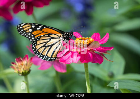 Nahaufnahme der Monarchfalter (danaus Plexippus) Fütterung auf Nektar von Zinnia Blume Stockfoto