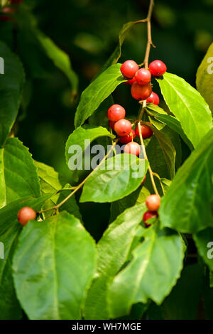 Rukam Masam ist eine Art von Red Cherry Art Frucht, die auf Bäumen wachsen Stockfoto