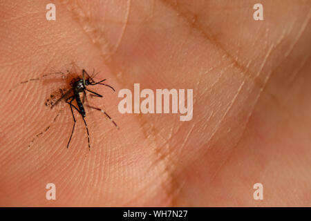 Eine tote Mücke auf dem Palm von meiner Hand. Stockfoto