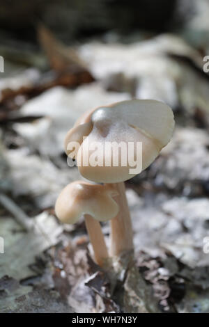 Wald Pilze in Maine Stockfoto