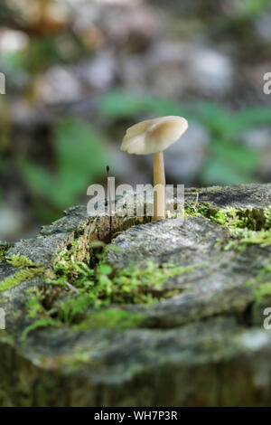 Wald Pilze in Maine Stockfoto