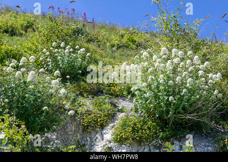 Weiß Baldrian (Centranthus ruber alba) wachsen auf Klippen in Eastbourne Stockfoto