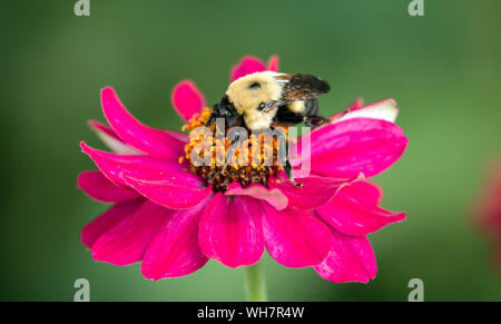 Nahaufnahme des geschäftigen Hummel bestäubt Bunte rosa Zinnia Blume im Sommer, Quebec, Kanada Stockfoto