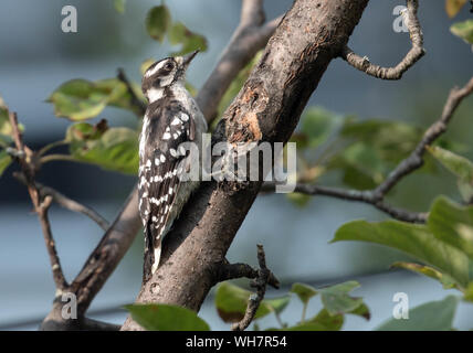 Nahaufnahme von Downy Woodpecker (Drybates pubescens) hocken auf Niederlassung im Frühjahr, Quebec, Kanada Stockfoto