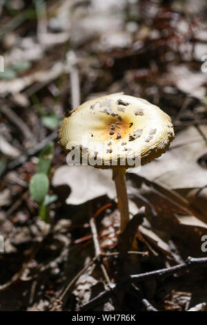 Wald Pilze in Maine Stockfoto