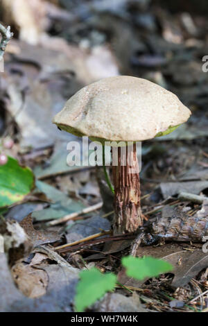 Wald Pilze in Maine Stockfoto