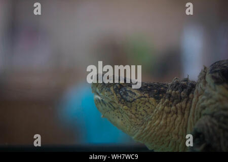 Turtle Kopf Stockfoto