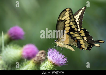 Nahaufnahme von Giant Swallowtail butterfly (Papilio cresphontes) auf Distel, Ontario, Kanada Stockfoto