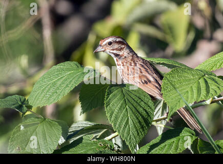 Nahaufnahme der Song sparrow (Melospiza melodia) auf den grünen Zweig im Marsh, Ontario Stockfoto