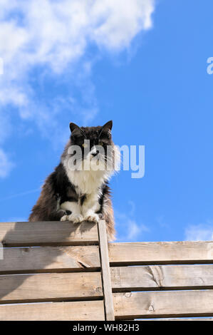 Langhaarige inländischen moggy cat auf einem Zaun gegen den blauen Himmel, England, Großbritannien Stockfoto