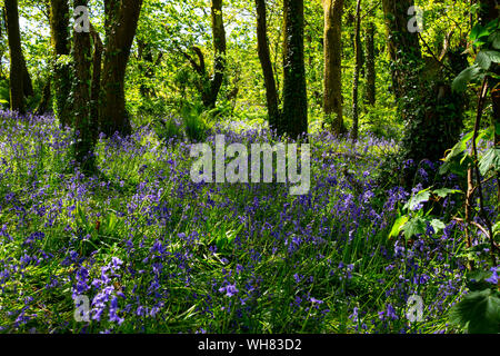 Ein Teppich von Englisch bluebells Hyacinthoides non-scripta in einem dicht bewaldeten Gebiet in der Nähe von Dunstable in Cornwall, Großbritannien Stockfoto