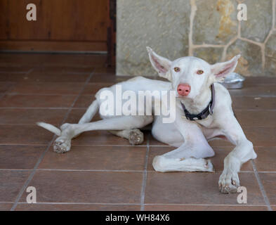 White english Greyhound easy going, müde, folgsam und ruhig layining auf braunem Stein Boden aus einer dunklen Holztür Stockfoto