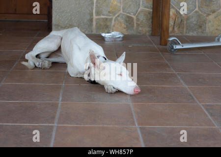 White english Greyhound easy going, müde, folgsam und ruhig layining auf braunem Stein Boden aus einer dunklen Holztür Stockfoto