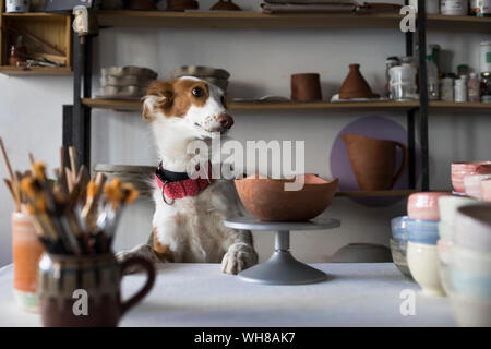 Braunen und weißen Hund in der Töpferei Stockfoto