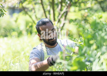 Portrait von bärtiger junger Mann Beschneidung Pflanzen Stockfoto