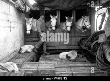 Captain Oates und einige seiner Ponys. Lawrence Edward Gnade Oates (1880-1912) war eine britische Antarktis auf Letzten Scott's Expedition. Antarktis: Der letzte Kontinent, der von Ian Cameron Seite 181. Stockfoto