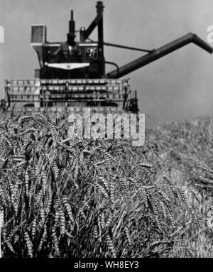 Große, moderne Mähdrescher bei der Arbeit. Stockfoto