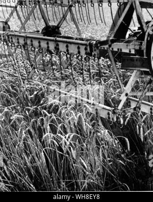 Mähdrescher bei der Arbeit im Feld. Stockfoto
