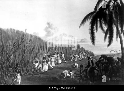 Slaves schneiden Zuckerrohr auf delap-Immobilien auf der Westindischen Insel Antigua. Stockfoto