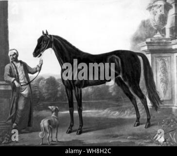 Byerley Turk, der älteste der drei berühmten Gründer der Thoroughbred, männliche Linie des Byerley Turk hinunter bis in die Gegenwart durch Herodes. Dunkelbraun Colt, C. 1679 durch Wootten. In England im Jahre 1680 s importiert. Als sein Porträt von Wootton zeigt, die Byerley Turk war eine ungekennzeichnete, dunkel braunes Pferd mit einem arabischen Aussehen, trotz seinen Titel als Türke. Er war sehr prepotent und viele seiner Nachkommen sind braun oder schwarz wie sich. Die Geschichte der Pferderennen von Roger Longrigg, Seite 59. . . . Stockfoto