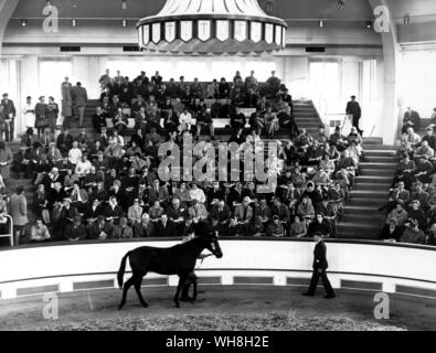 Auktionen: Ein Colt an den Newmarket Houghton Vertrieb versteigert wird. Von Enzyklopädie des Pferdes Seite 68. Stockfoto