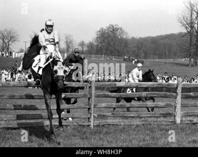 Maryland Hunt Cup: Pferde springen eine solide Holz Zaun 1969 Hindernislauf. Eine der ältesten, renommiertesten und herausfordernde steeplechase Ereignisse in den Vereinigten Staaten. Enzyklopädie des Pferdes Seite 220. . . . Stockfoto