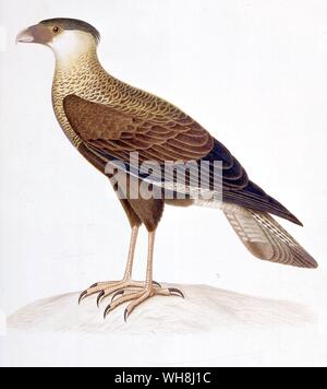 Aas-Fütterung Hawk (karakara vulgaris) von Darwin und der Beagle von Alan Moorhead, Seite 172. Stockfoto