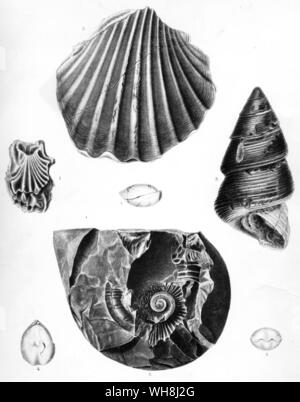 Fossile Muscheln gefunden auf der Anden. Darwin und der Beagle von Alan Moorhead, Seite 154. Stockfoto