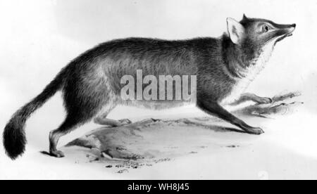 Die Chilotan fox (Canis Fulvipes), die Darwin getötet mit einer auf dem Kopf vom geologischen Hammer klopfen. Darwin und der Beagle von Alan Moorhead, Seite 185. Stockfoto