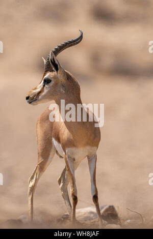 Männliche Dorcas Gazelle (Gazella dorcas) In der Wüste Negev Israel Stockfoto