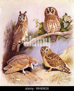 Schleiereule. Lange Eared Owl. Short Eared owl und Waldkauz Stockfoto