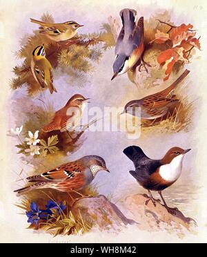 Kleiber. Pendelarm. Wren. Alpenbraunelle. Dunnock oder Hedge Spatz. Goldcrest und Firecrest Stockfoto