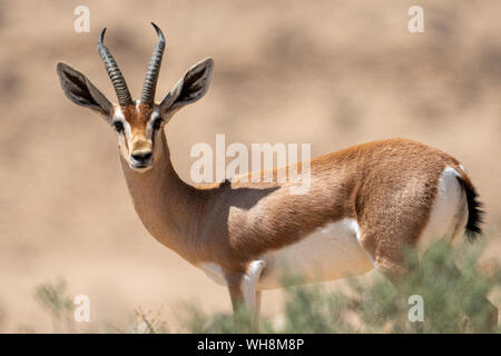 Männliche Dorcas Gazelle (Gazella dorcas) In der Wüste Negev Israel Stockfoto