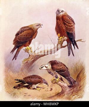 Wespenbussard. Red Kite und schwarzen Drachen Stockfoto