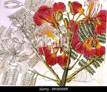 Flamboyant delonix Regia Stockfoto